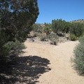 I reach a fork on the way up the wash to Juniper Spring; I check my GPS and take the left fork