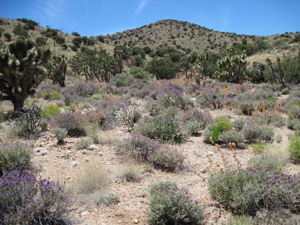 On the way up Juniper Spring wash, I pass a really colourful area with Vanderbilt Peak in the background