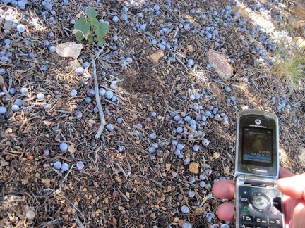 I pause in the shade of a juniper with its juniper berries at the pass in the New York Mountains