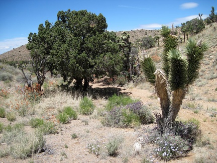 I return to the wash and pass the big juniper that provided me with some nice shade for a few minutes