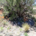 On the way down through a floriferous area in Juniper Spring wash, I pass an especially bright juniper