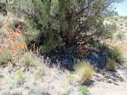 On the way down through a floriferous area in Juniper Spring wash, I pass an especially bright juniper