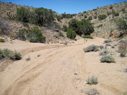 Juniper Spring wash is an easy descent as it winds down the north side of the New York Mountains