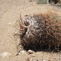 A barrel cactus has detached from its hillside garden and tumbled down into Juniper Spring wash