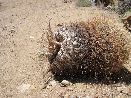 A barrel cactus has detached from its hillside garden and tumbled down into Juniper Spring wash