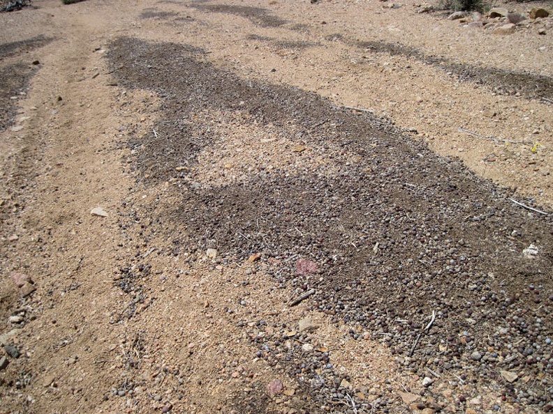 Sporadic accumuations of juniper berries create dark spots on the floor of Juniper Spring wash
