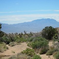 Views across Ivanpah Valley to the Clark Mountains present themselves as I approach the bottom of Juniper Spring wash