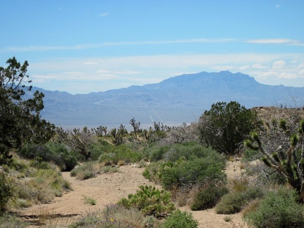 Views across Ivanpah Valley to the Clark Mountains present themselves as I approach the bottom of Juniper Spring wash