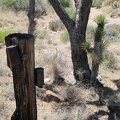 Near the bottom of Juniper Spring wash are a couple of old rusty cans attached to tree trunks