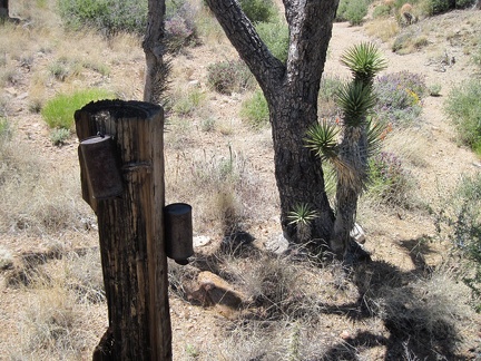 Near the bottom of Juniper Spring wash are a couple of old rusty cans attached to tree trunks