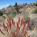 Bright-red Indian paintbrush near the bottom of Juniper Spring wash