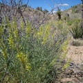 Some Prince's plume (Stanleya pinnata) grows in the area of Juniper Spring, Mojave National Preserve