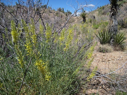 Some Prince's plume (Stanleya pinnata) grows in the area of Juniper Spring, Mojave National Preserve