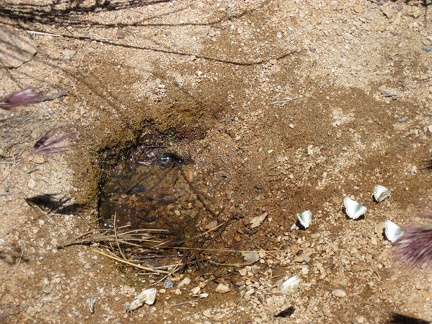 The pipe from the dry Juniper Spring trough leads me up to what may be the smallest pool of spring water possible