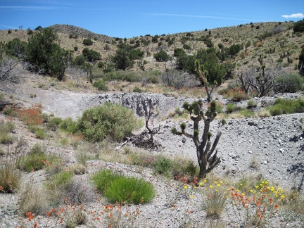 Near Juniper Spring are a few small piles of tailings