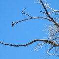 A preening bird in a tree above me seems oblivious as I walk up the narrow wash