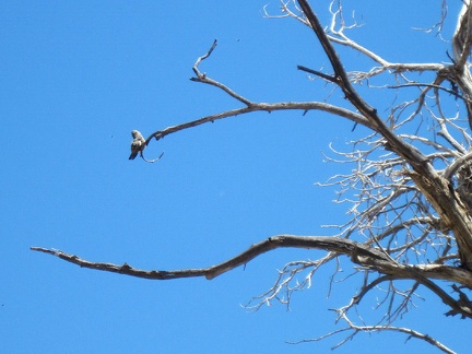 A preening bird in a tree above me seems oblivious as I walk up the narrow wash