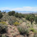 From the hill above Juniper Spring are nice views across Ivanpah Dry Lake with the Clark Mountains to the left