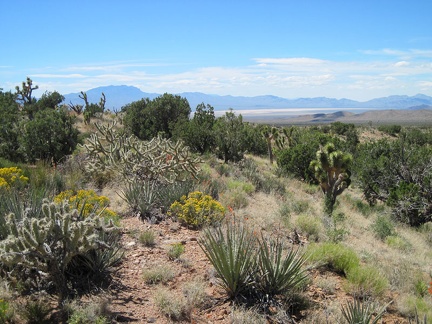 From the hill above Juniper Spring are nice views across Ivanpah Dry Lake with the Clark Mountains to the left