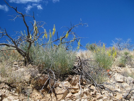 I pass a couple more clumps of Prince's plume (Stanleya pinnata) on the way over the hill to Juniper Spring wash