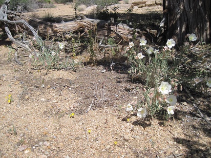 A patch of Evening primrose grows adjacent to a juniper tree