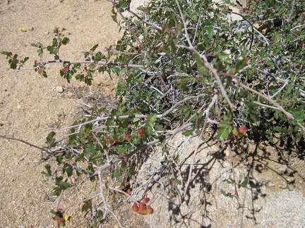 Rhus trilobata is common in many desert washes like Juniper Spring wash