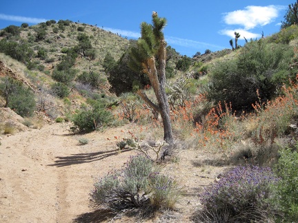 Some stretchs of Juniper Spring wash are quite colourful