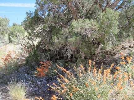 I take a short break in an area with scattered flowers and junipers