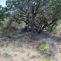 Purple sage in the foreground and bluer phacelias under a juniper tree