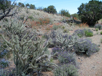 Plenty of cholla cactus also lives in Juniper Spring wash