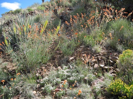 A garden of Prince's plume and desert mallows grows in the rock on the way up to Vanderbilt Peak