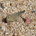 I spot some kind of grasshopper in the gravel
