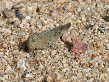 I spot some kind of grasshopper in the gravel