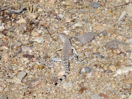 I manage to photograph this zebra-tailed lizard near Indian Spring before he scurries away