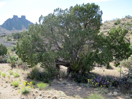 Yellow desert marigolds and purple desert four o'clocks grow by this juniper near Indian Spring, New York Mountains