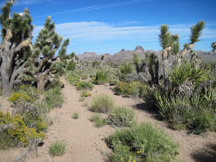 A little further down Indian Spring Road, the junipers fade out, replaced by a fairly dense joshua tree forest