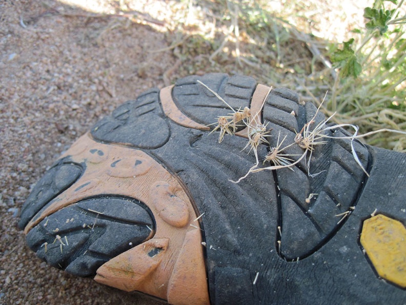 Quite a few thorns, probably from cholla cacti, are stuck to the bottom of my shoe and need to be removed (carefully)