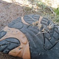 Quite a few thorns, probably from cholla cacti, are stuck to the bottom of my shoe and need to be removed (carefully)