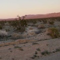 Today's Mojave National Preserve festival of pink, purple and orange is probably the best I've experienced on this trip