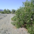 Hmm... no water here at all, just a nice patch of desert willows (chilopsis linearis)