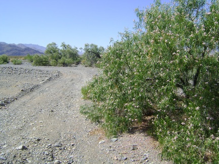 Hmm... no water here at all, just a nice patch of desert willows (chilopsis linearis)
