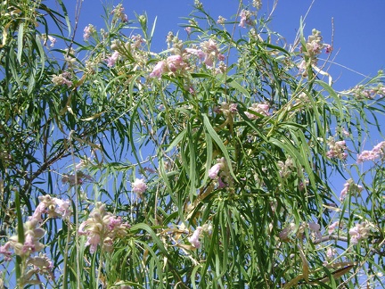 Chilopsis linearis flowers in close-up