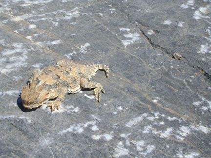 Desert-horned-lizard break! Quite different from my Clif-bar-and-water break a few minutes ago