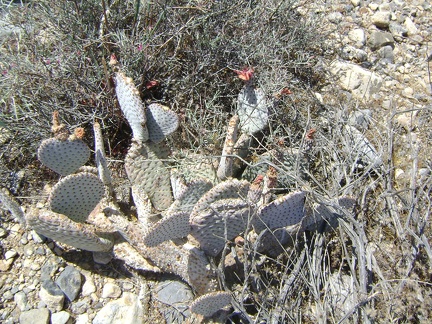 Residual flowers on a cactus; these may become cactus pears soon