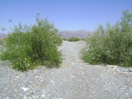 I pass again through the stand of desert willows on the way back to the tent