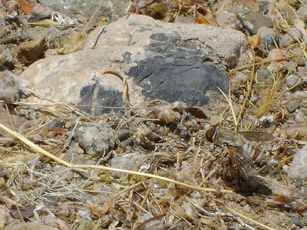 A wasp, or some kind of big fly, is sitting outside my tent, obviously attracted to something