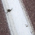 It looks like a tarantula was run over by a car here on Kelbaker Road