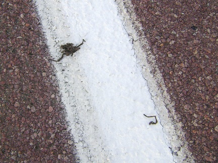 It looks like a tarantula was run over by a car here on Kelbaker Road