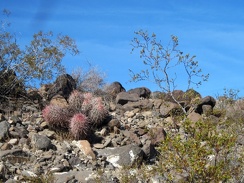 I'm at a high-enough elevation now that I'm occasionally seeing a few small barrel cacti