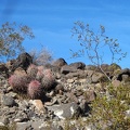 I'm at a high-enough elevation now that I'm occasionally seeing a few small barrel cacti